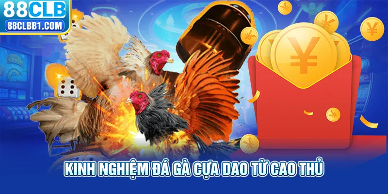 Kinh nghiệm đá gà cựa dao từ cao thủ